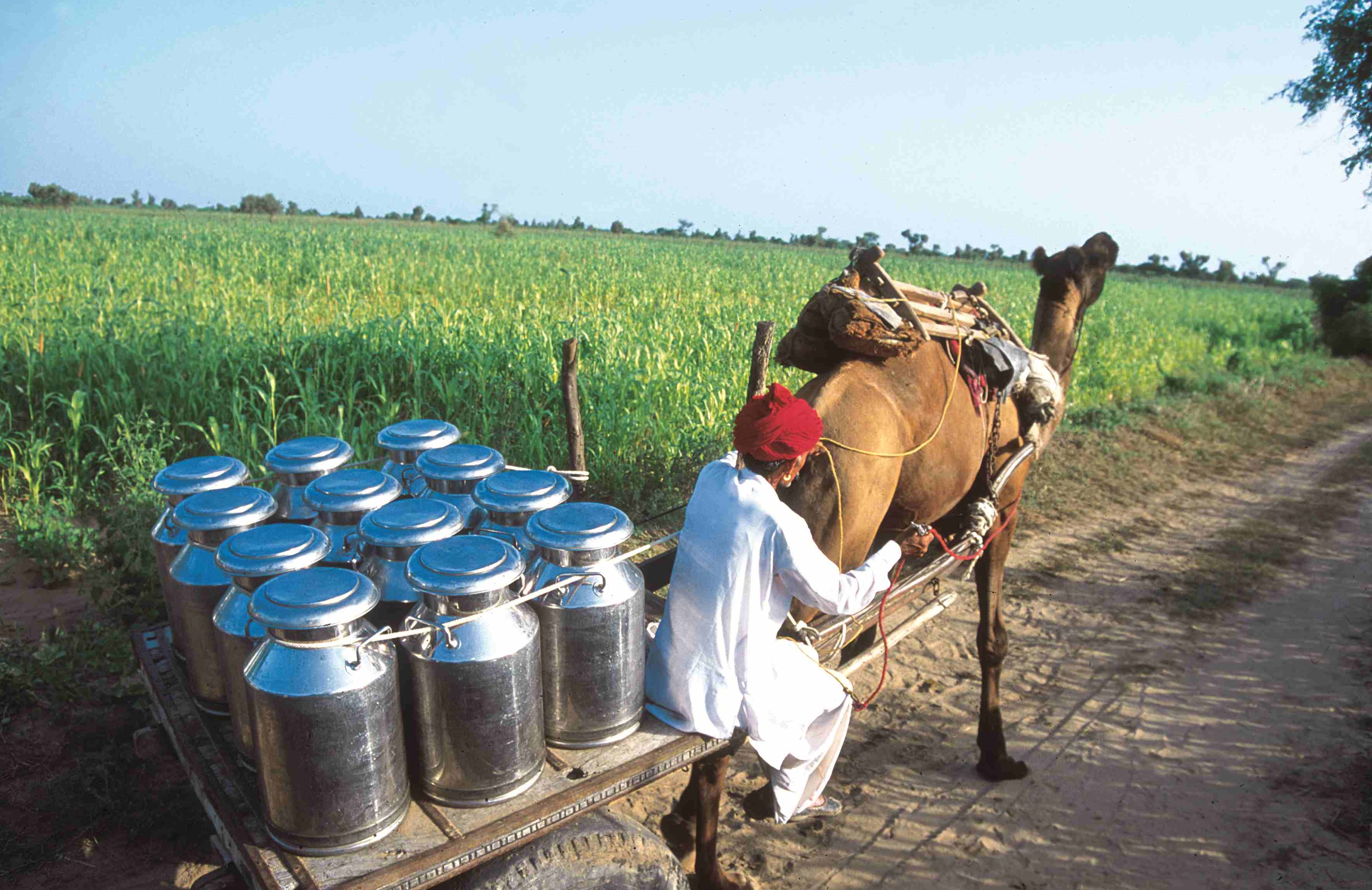 Milk and its relevance to the Indian economy AsiaConverge