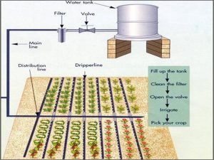 jharkhand-drip-irrigation-using-gravity.schema