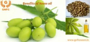 neem-neem-oil2