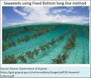 2018-06-12_seaweed-fixed-bottom-long-line