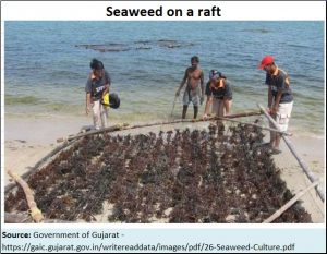 2018-06-12_seaweed-raft