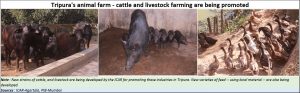 2019-03-10_09_Tripura-Livestock-farming
